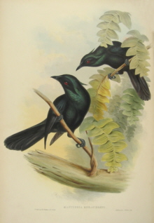 John Gould Birds of Australia